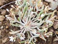 Claytonia exigua