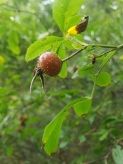 Magnoliopsida