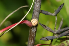 Allokermes galliformis