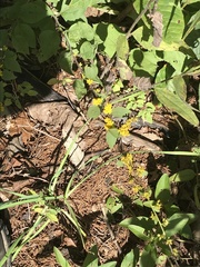 Solidago sphacelata