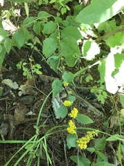 Solidago sphacelata