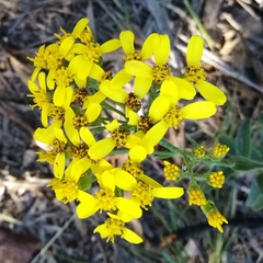 Senecio crenatus