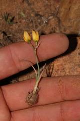 Ornithogalum rupestre