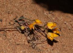 Ornithogalum rupestre