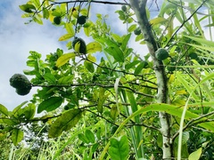 Citrus × taitensis
