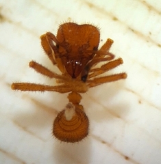 Sericomyrmex