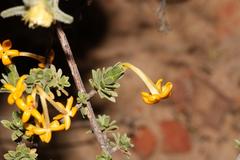 Lasiosiphon deserticola