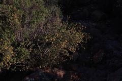 Lasiosiphon deserticola