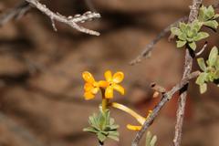 Lasiosiphon deserticola