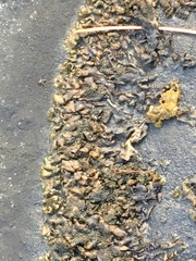 Lathagrium undulatum