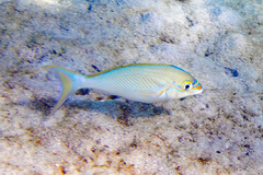 Scolopsis monogramma