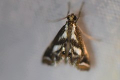 Chrysendeton imitabilis