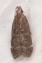 Helcystogramma melantherella