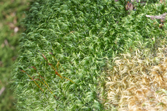 Paraleucobryum longifolium