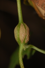 Neolasioptera convolvuli