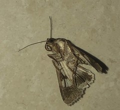 Melipotis famelica