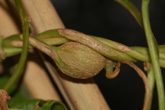 Neolasioptera convolvuli