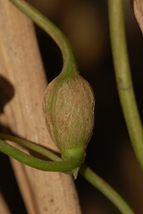 Neolasioptera convolvuli