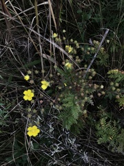 Potentilla chinensis