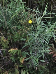 Potentilla chinensis