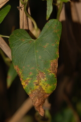 Neolasioptera convolvuli