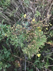 Potentilla chinensis