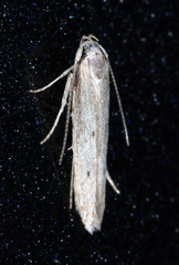 Haplochrois bipunctella