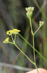 Bupleurum mundii