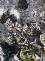 Dermatocarpon muhlenbergii