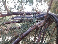 Aspronema dorsivittatum