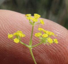 Bupleurum mundii