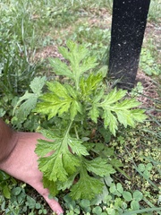 Artemisia