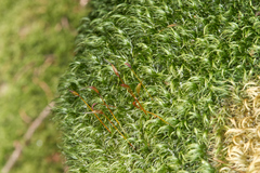 Paraleucobryum longifolium