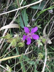Geranium soboliferum