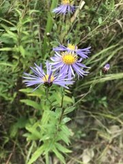 Aster maackii