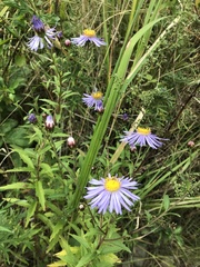 Aster maackii