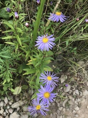 Aster maackii