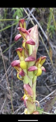Disa comosa