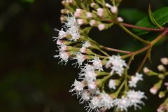 Ageratina ligustrina
