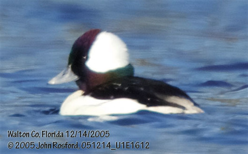 Bufflehead photographed in Florida
