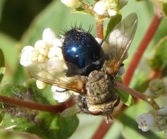 Archytas analis