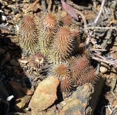 Huernia pillansii