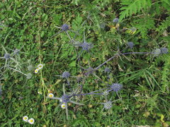 Eryngium caeruleum