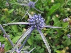 Eryngium caeruleum