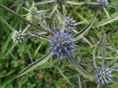 Eryngium caeruleum