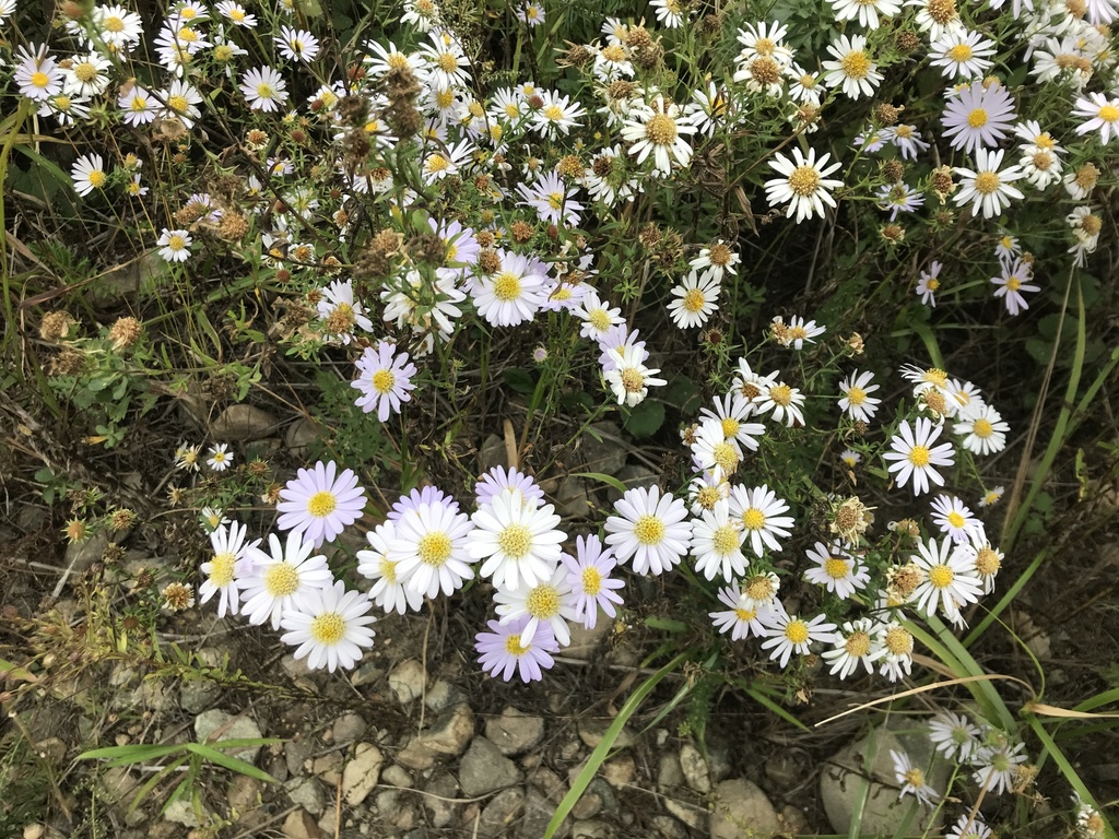 Aster hispidus from Hasanskiy, Khasanskiy rayon, Primor'ye, Russia on ...