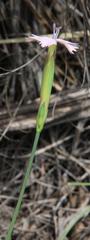 Dianthus micropetalus