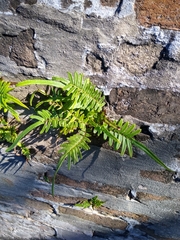 Pteris vittata