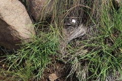 Dianthus micropetalus