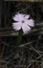 Dianthus micropetalus
